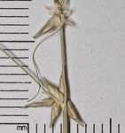 Low woodland sedge